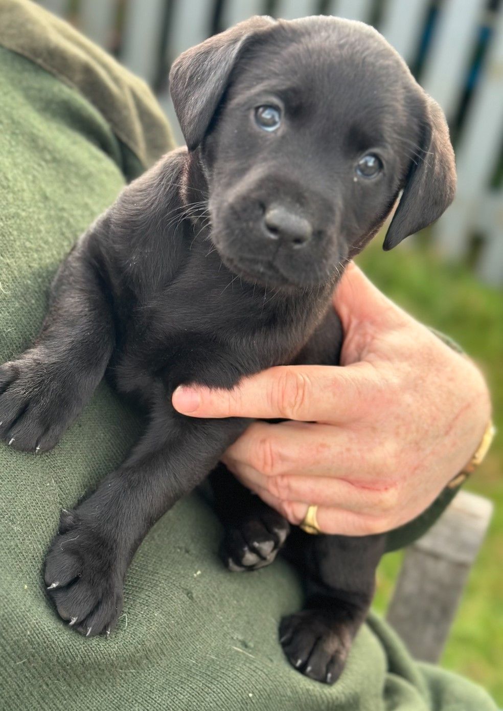Labrador Puppies - KC Registered - Ready w/c 17th May 
